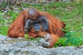 Orangutan ,Orangutan in zoo. Royalty Free Stock Photo
