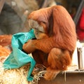 Orangutan