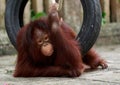 Orangutan Royalty Free Stock Photo