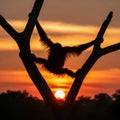 Of an orangutan Pongo is perched in a tree framed by a vivid Royalty Free Stock Photo