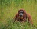 Orangutan (Pongo pygmaeus)