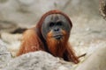 Orangutan, Pongo pygmaeus abelii Royalty Free Stock Photo