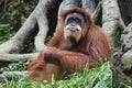 Orangutan (Pongo pygmaeus), Borneo, Indonesia Royalty Free Stock Photo