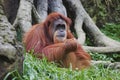 Orangutan (Pongo pygmaeus), Borneo, Indonesia Royalty Free Stock Photo