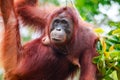 Orangutan (Pongo pygmaeus wurmbii) at Tanjung Puting National Park, Borneo - Indonesia, Borneo - Indonesia Royalty Free Stock Photo