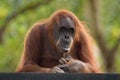 Orangutan postrait