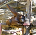 Orangutan primacy mammal anthropoid the tropics Royalty Free Stock Photo