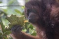 Orangutan in the primary rainforest Borneo