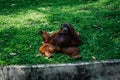 an orangutan relaxing on a peaceful day Royalty Free Stock Photo