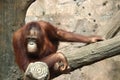 Orangutan relaxing in the zoo Royalty Free Stock Photo