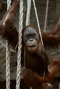 Orangutan in ropes Royalty Free Stock Photo