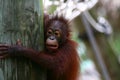 Orangutans offspring Royalty Free Stock Photo