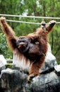 Orangutan Royalty Free Stock Photo