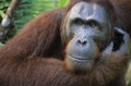 Orangutan scratching face close-up
