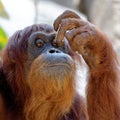 Orangutan scratching its face