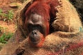 Orangutan at the Singapore Zoo