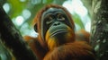 An orangutan sits in a tree, looking up with a thoughtful expression