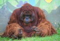 An orangutan sitting and look sad in a zoo Royalty Free Stock Photo