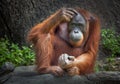 Orangutan sitting in nature. Royalty Free Stock Photo