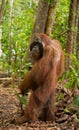 Orangutan stands on its hind legs in the jungle. Indonesia. The island of Kalimantan Borneo.