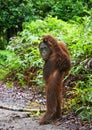 Orangutan stands on its hind legs in the jungle. Indonesia. The island of Kalimantan