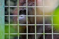 Orangutan waiting for food