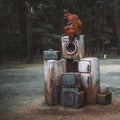 Orangutan statue seated on a pile of vintage luggage in a casual pose in a forest