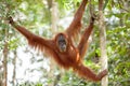 Orangutan in Sumatra Royalty Free Stock Photo