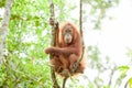 Orangutan in Sumatra Royalty Free Stock Photo