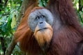 Orangutan