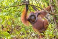 Orangutan,Tanjung Puting National Park, Borneo