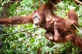 Orangutan in tanjung puting national park Royalty Free Stock Photo