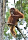 Orangutan on the tree in a natural habitat. Bornean orangutan Pongo pygmaeus wurmmbii in the wild nature. Rainforest of Isla Royalty Free Stock Photo