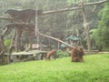 orangutan