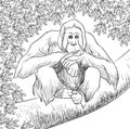 Orangutan vector line art Royalty Free Stock Photo