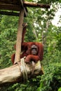 Orangutan watching