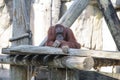 Orangutan is watching the world gone by with deep thoughts Royalty Free Stock Photo