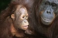 Orangutan with young close-up