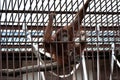 Orangutan in a cage holding onto the bars Royalty Free Stock Photo