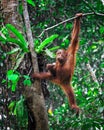 Orangutanf in rainforest Royalty Free Stock Photo