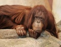 Orangutang Royalty Free Stock Photo