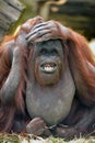 Orangutang Royalty Free Stock Photo