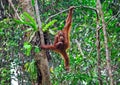 Orangutang in action Royalty Free Stock Photo