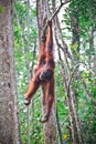 Orangutang in action Royalty Free Stock Photo