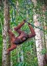 Orangutang in action Royalty Free Stock Photo