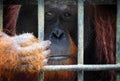 Orangutang in cage Royalty Free Stock Photo