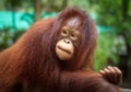 Orangutang cute . Royalty Free Stock Photo