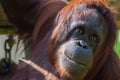 Orangutang Royalty Free Stock Photo