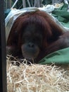 Orangutang Royalty Free Stock Photo