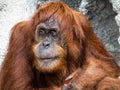 Orangutang monkey ape animal Royalty Free Stock Photo